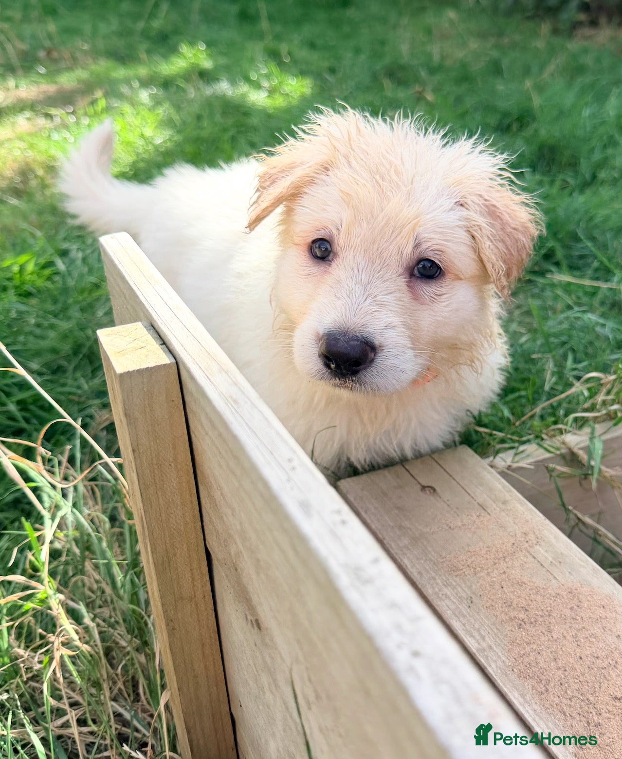 German Shepherd dogs Beautiful White Pedigree German Shepherd Puppies - Advert 1