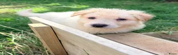 German Shepherd dogs for sale: Beautiful White Pedigree German Shepherd Puppies - Advert 1