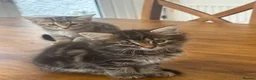 Mixed Breed cats for sale: Maine Coon Mixed Kittens  in Tonbridge - Advert 5