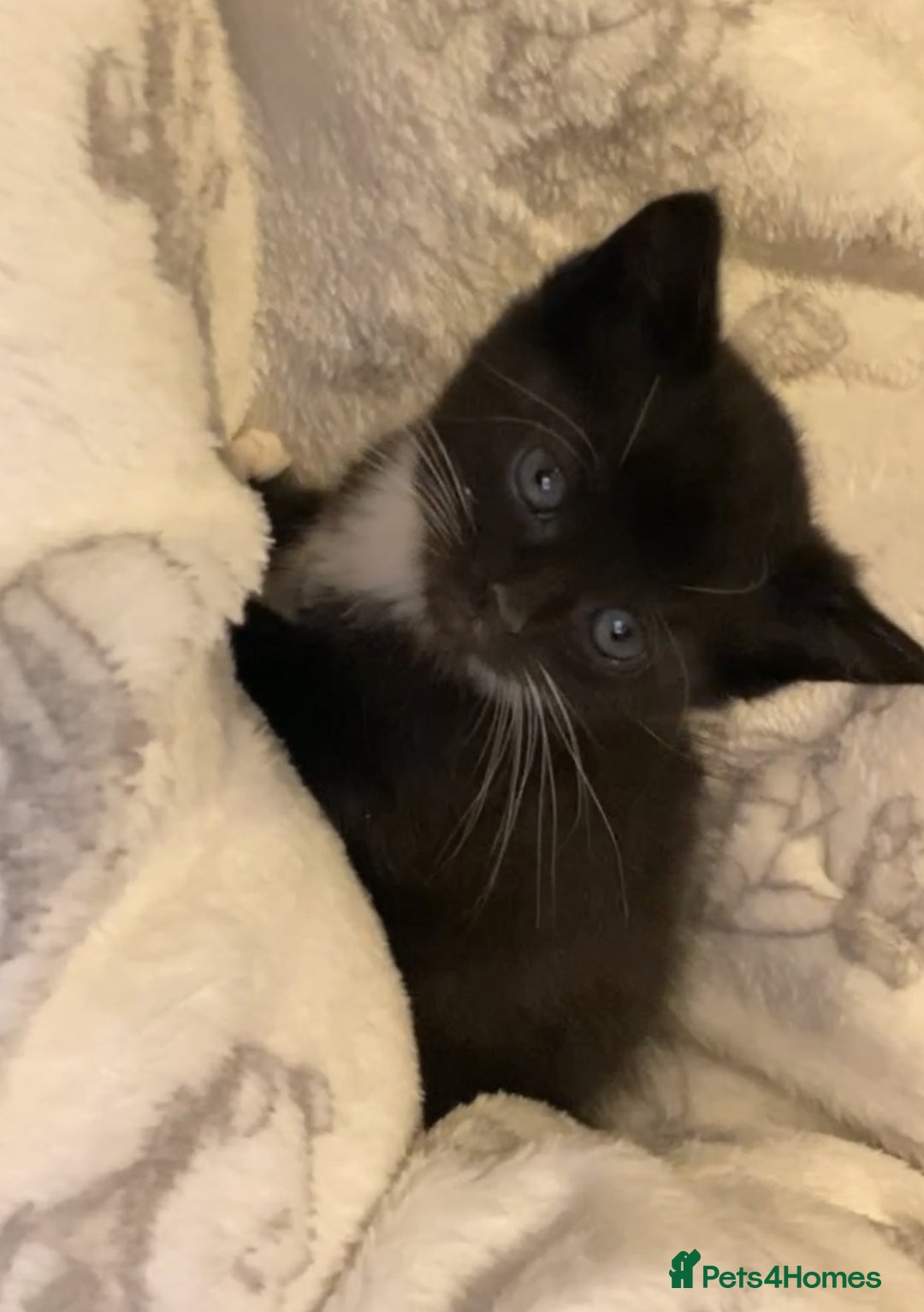 Mixed Breed cats for sale: Beautiful kittens for sale! - Advert 2