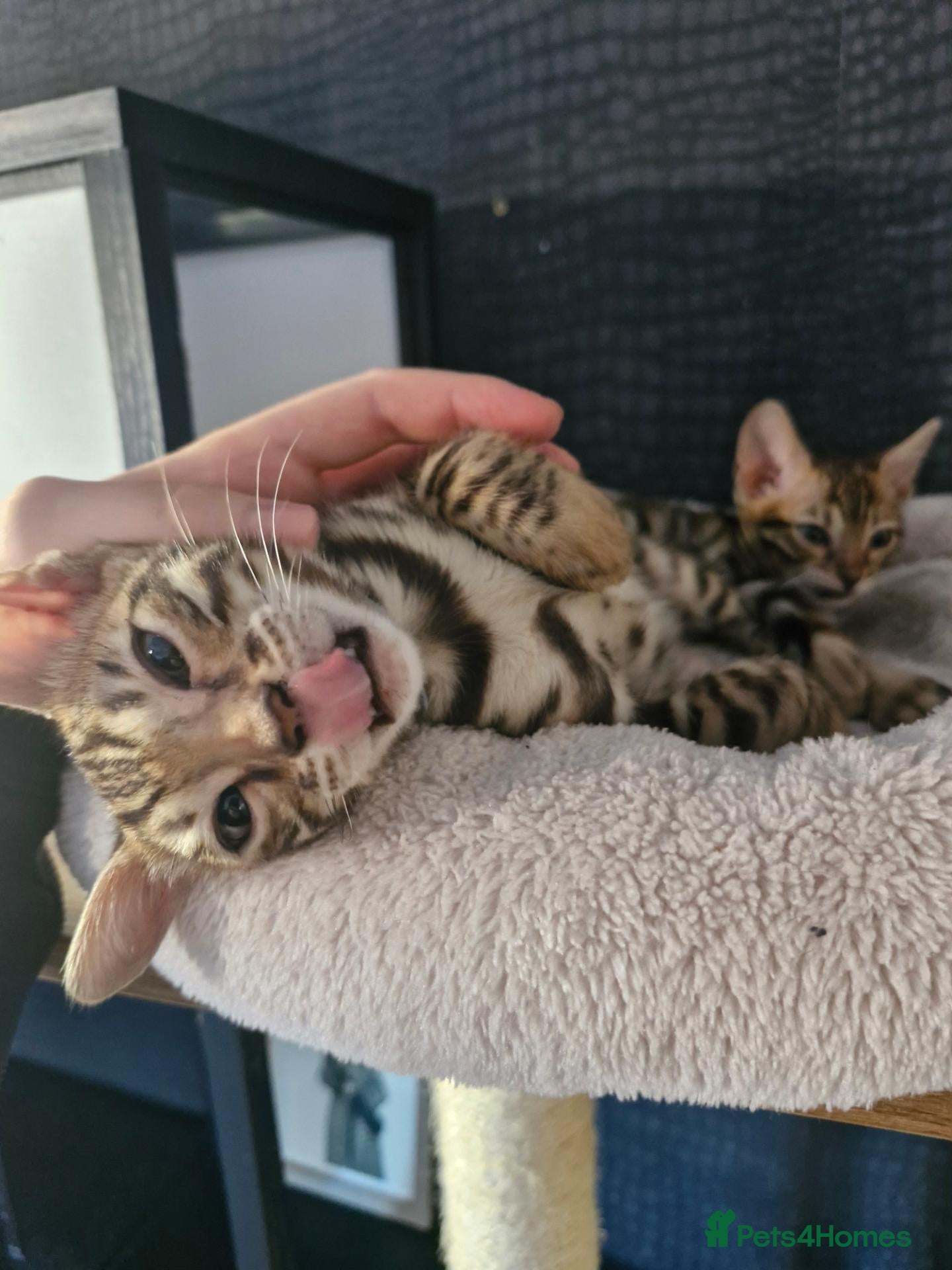 Bengal cats Supreme Apb Gene & Health Tested Bengal Kittens - Advert 2