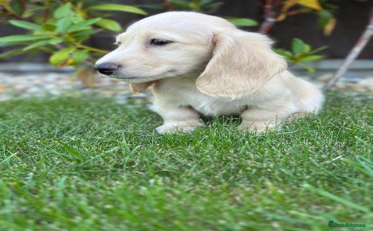 Miniature Dachshund dogs - Advert 5