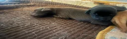 Labrador Retriever dogs for sale: 🔥 ❤️ Beautiful Labrador puppies 🔥❤️ - Advert 3