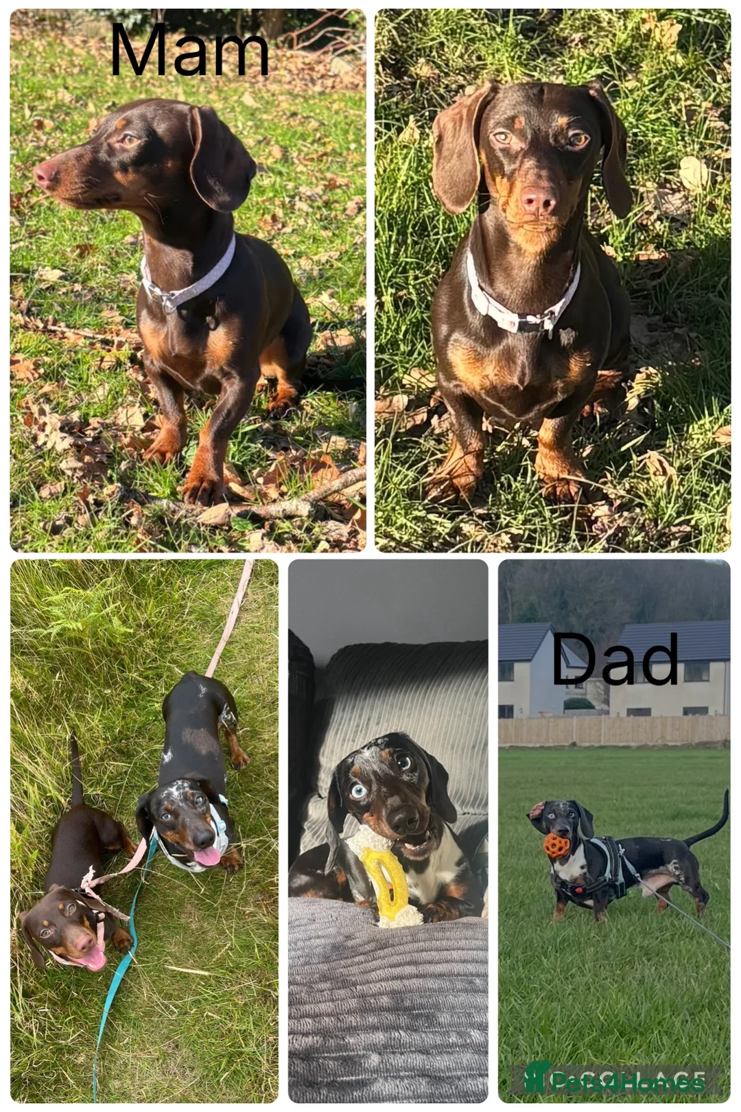 Miniature Dachshund dogs for sale: Stunning dapple girl - Advert 2