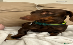 Dachshund dogs for stud: Doddie choc and tan dachshund - Image 5