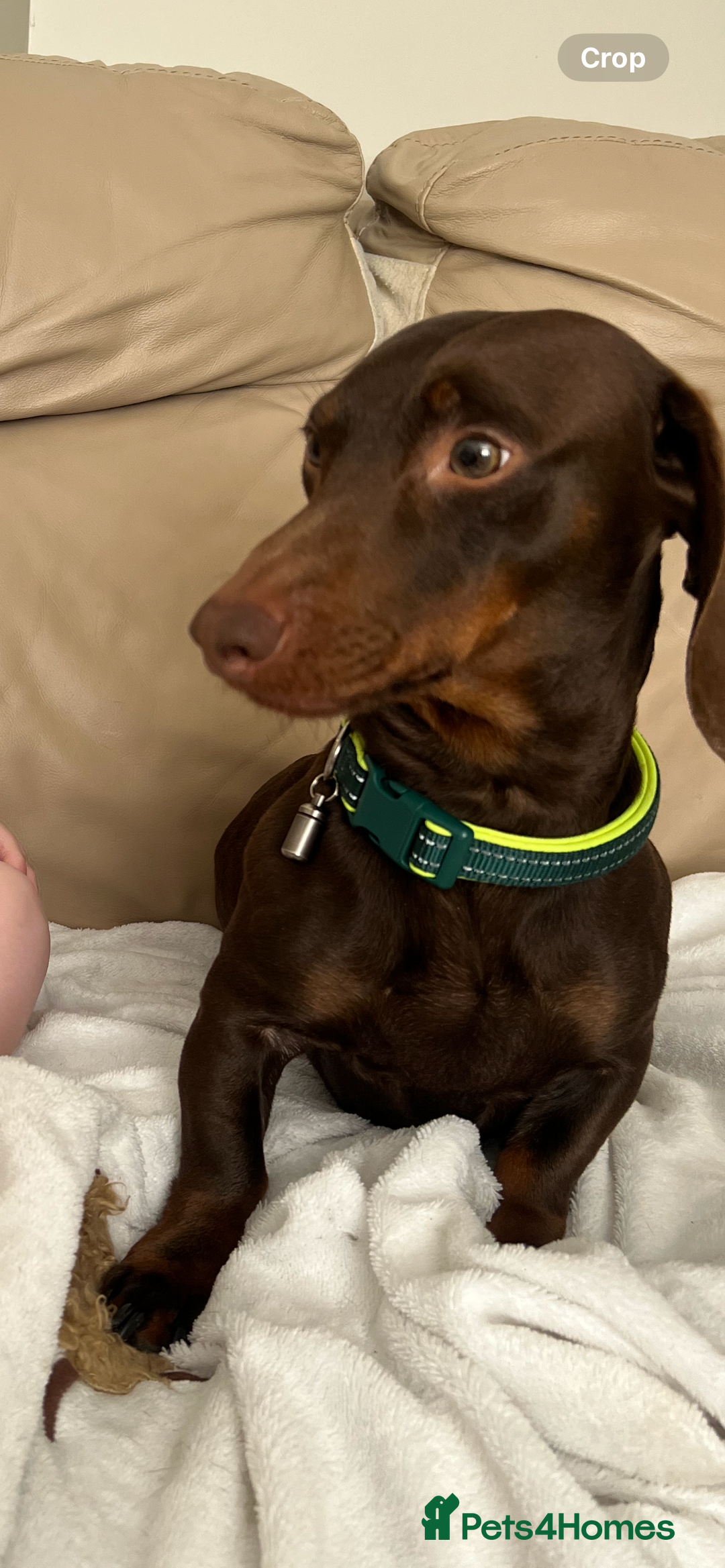 Dachshund dogs for stud: Doddie choc and tan dachshund - Image 5