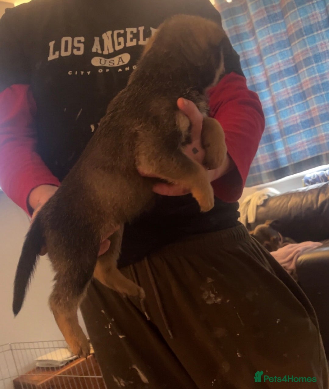 Mixed Breed dogs for sale: male mixed breed - Image 3