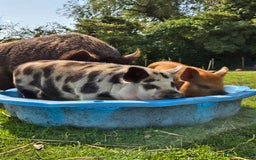Pig livestock for sale: Unregistered Female kunekune piglet. - Image 1