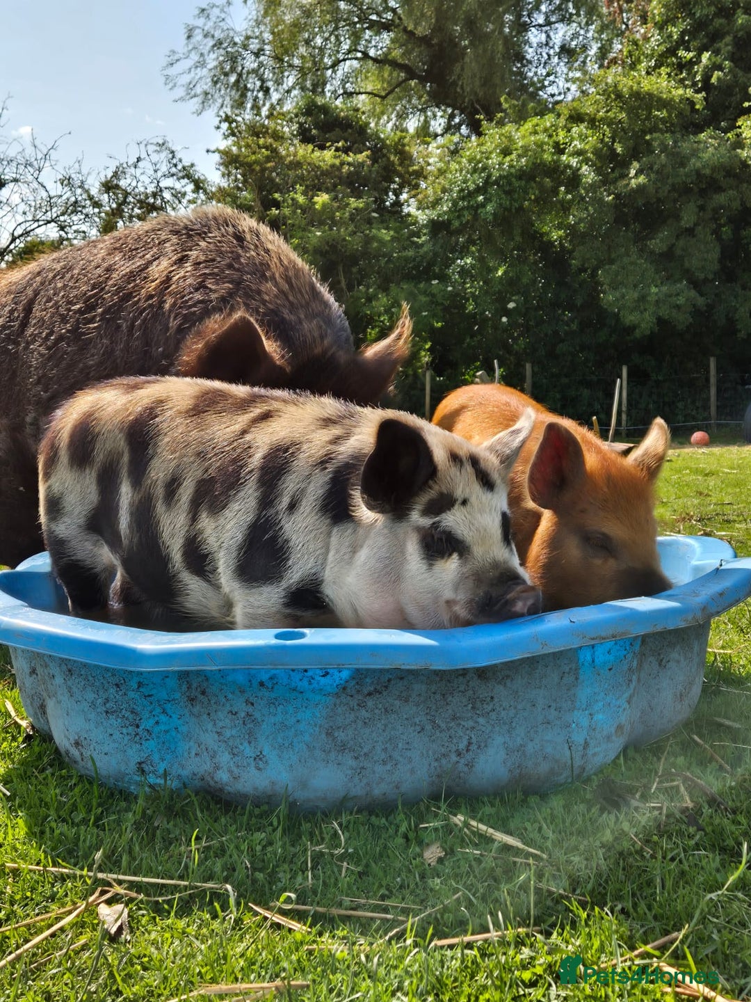 Pig livestock for sale: Unregistered Female kunekune piglet. - Image 1