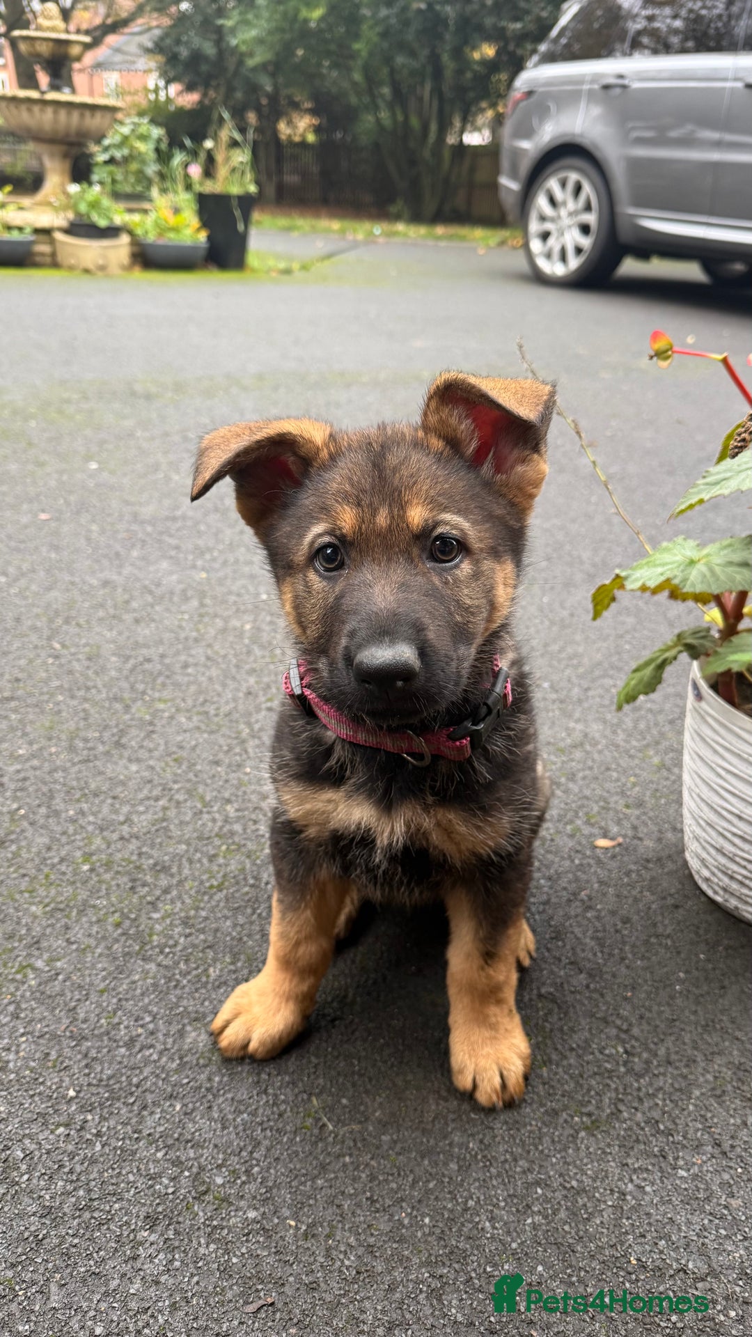 German Shepherd dogs for sale: Part of our love family ❤️ - Advert 12