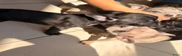 French Bulldog dogs for sale: French bulldog puppies  - Advert 24