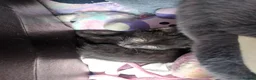 Mixed Breed cats for sale: 4 black and tuxedo kittens for sale - Advert 6