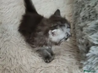 Maine Coon cats Maincoon kittens for sale - Advert 5
