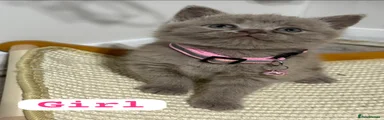 British Shorthair Kitten 4