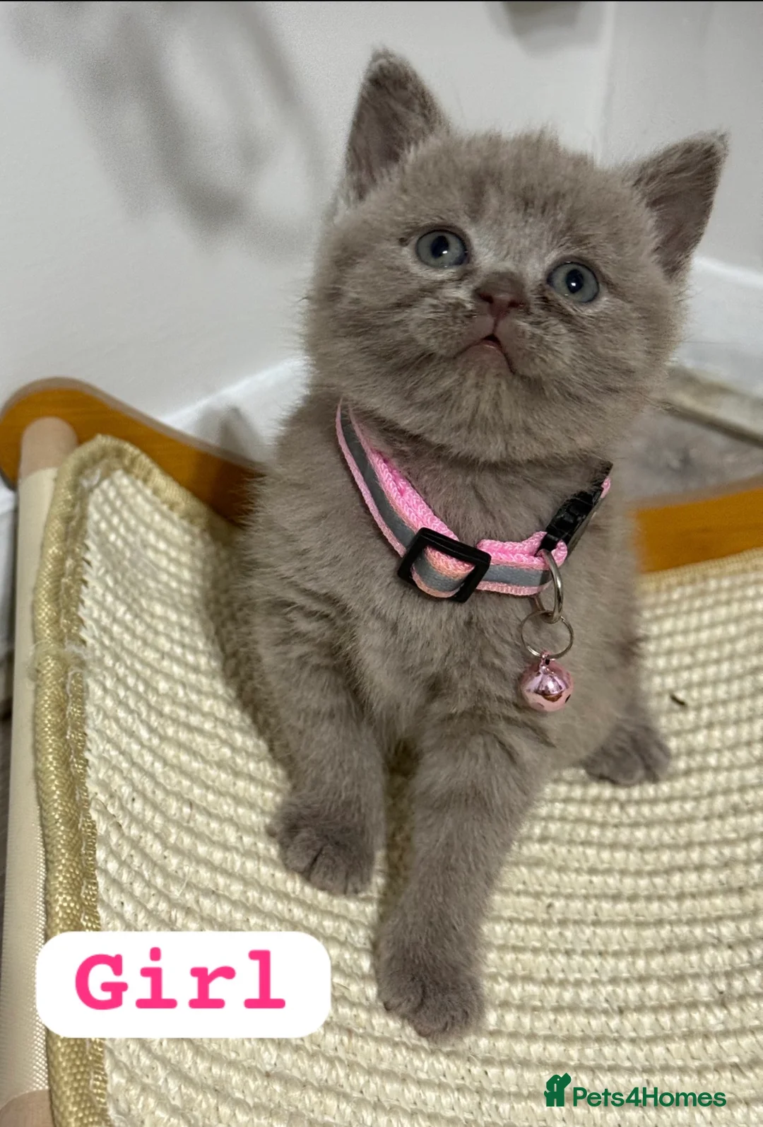 British Shorthair cats for sale: Beautiful British Shorthair Kittens😻 - Advert 2