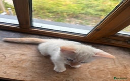 Mixed Breed cats for sale: Male Kitten for sale!  - Image 10