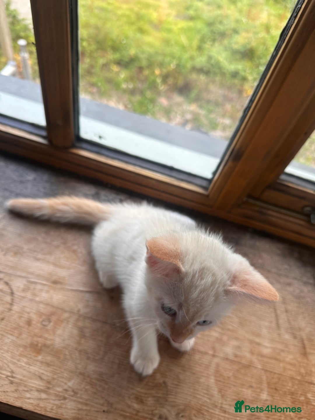 Mixed Breed cats for sale: Male Kitten for sale!  - Image 10