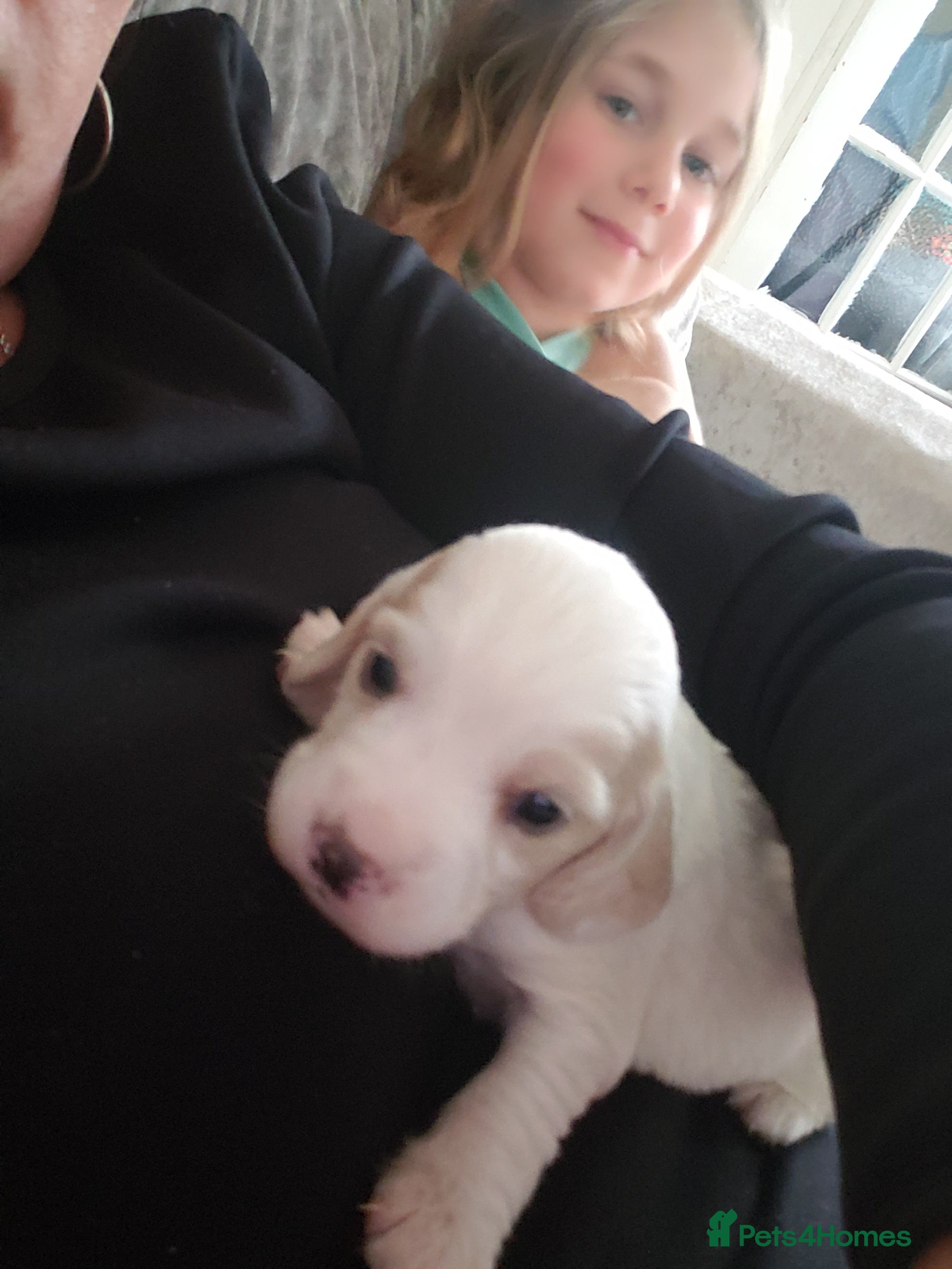 Cocker Spaniel dogs Beautiful Working Cocker Spaniel Puppies - Advert 2