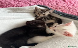 Domestic Shorthair cats for sale: Beautiful kittens for sale - ready to leave now  - Image 1