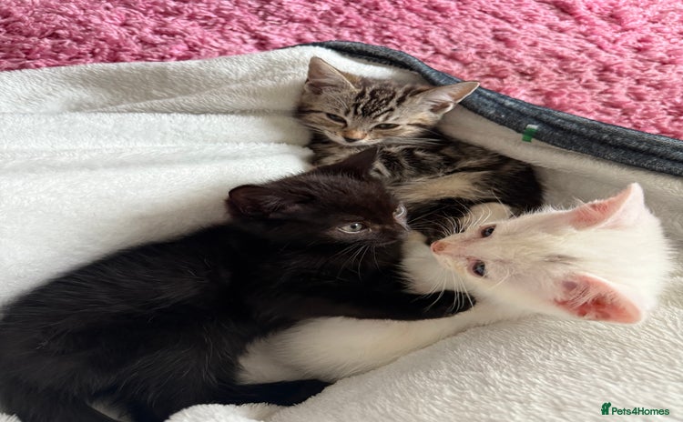 Domestic Shorthair cats - Advert 1