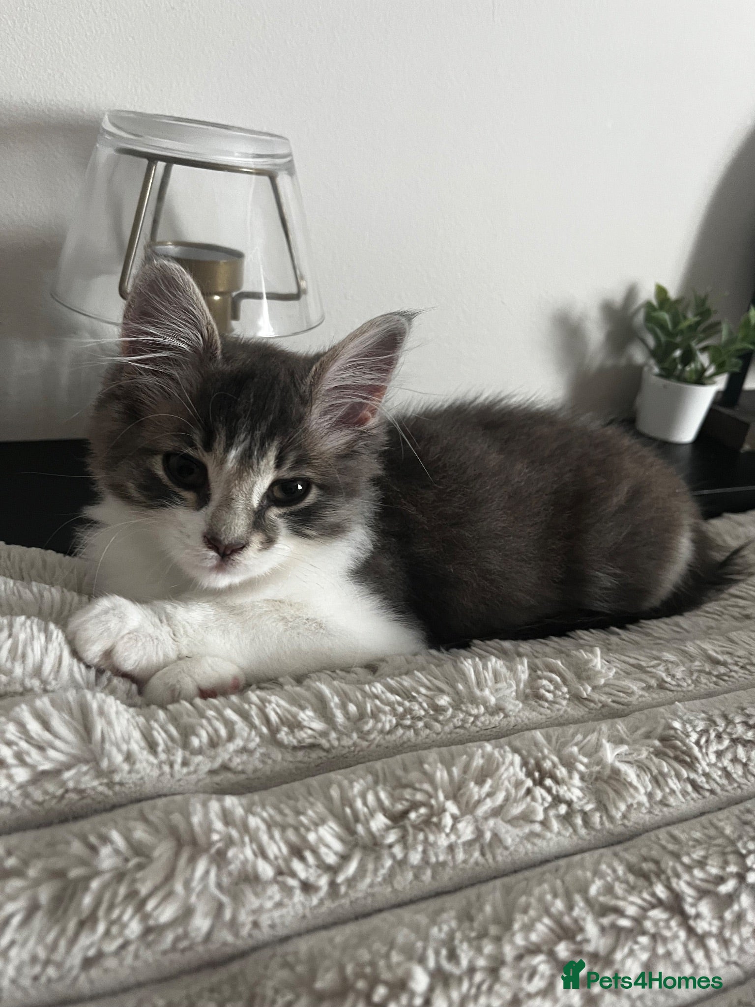 Mixed Breed cats Adorable kitten looking for forever home  - Advert 9