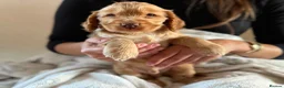 Cocker Spaniel dogs for sale: (2 left) KC show type cocker spaniel puppies - Advert 5