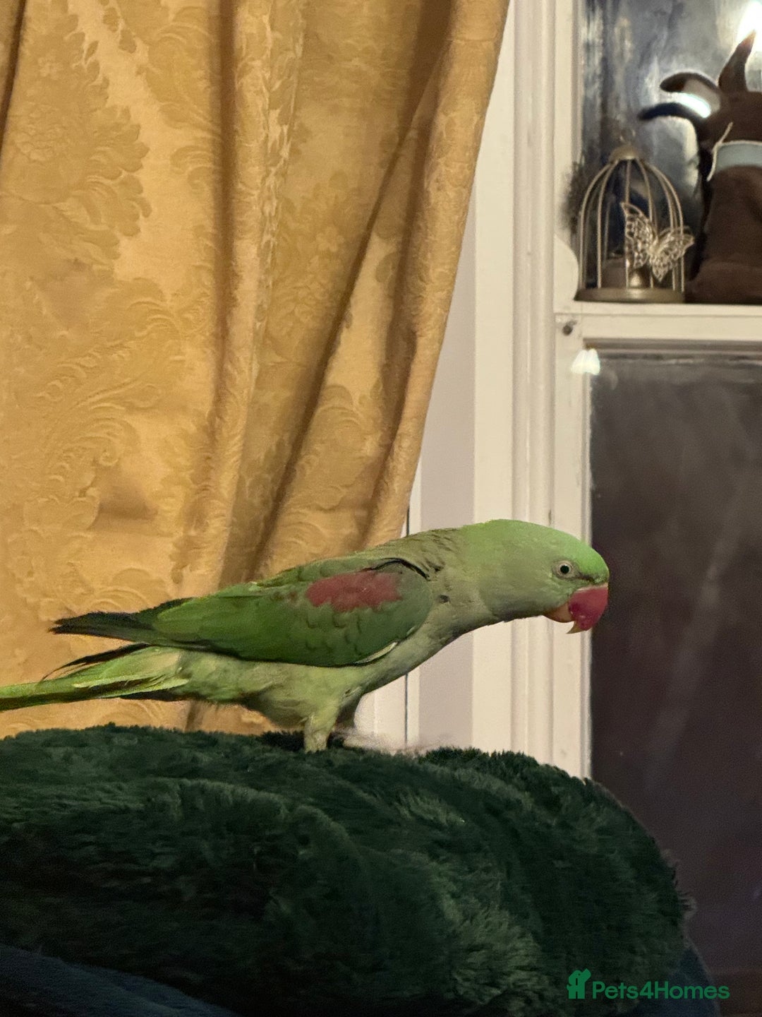 Parakeets birds for sale: Alexandrine Parrot - Image 3