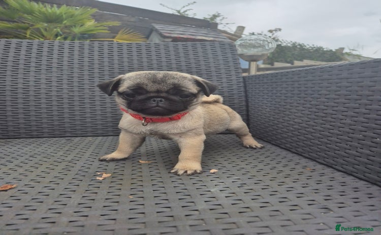 Pug dogs - Advert 4