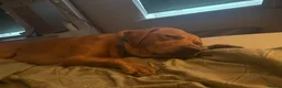 Labrador Retriever dogs for sale: 2.5 year old fox red lab.  in Leicester - Advert 7