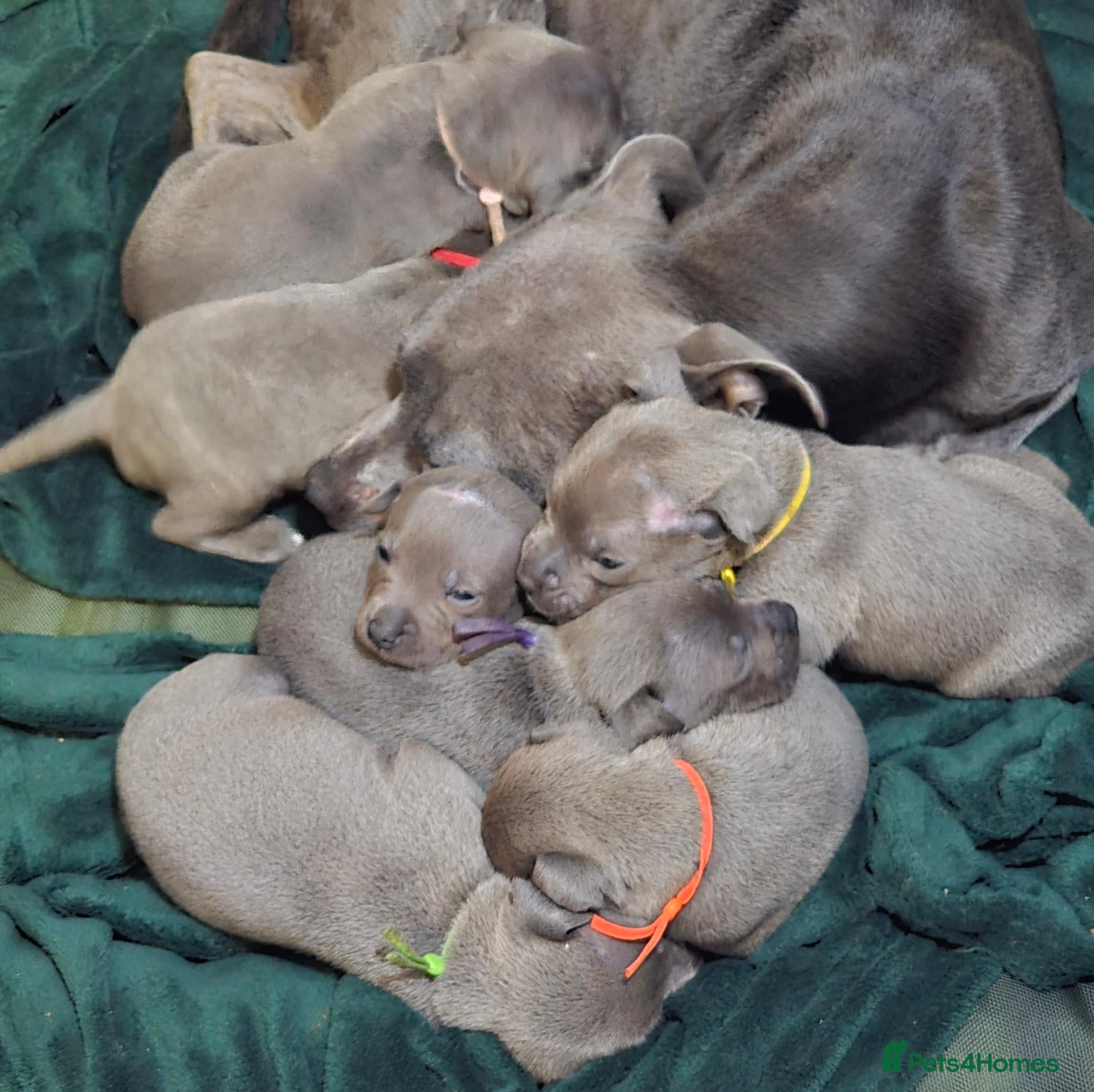 Staffordshire Bull Terrier dogs Blue and White staffy pups for sale - Advert 3