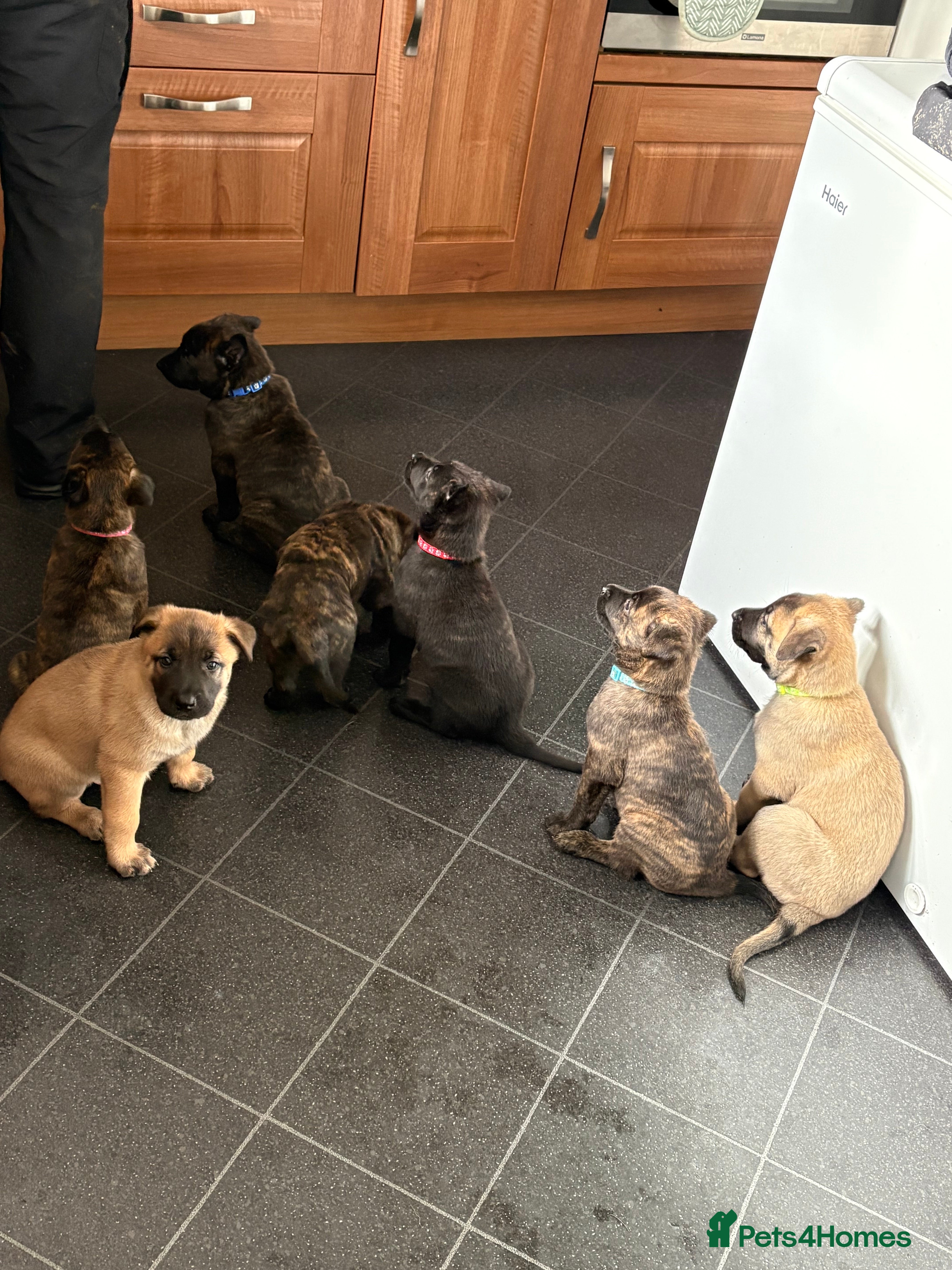 Mixed Breed dogs Belgium Malinois x Dutch Herder Puppies - Advert 17