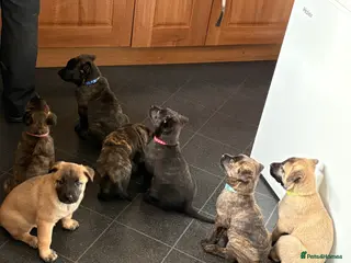 Mixed Breed dogs Belgium Malinois x Dutch Herder Puppies - Advert 17