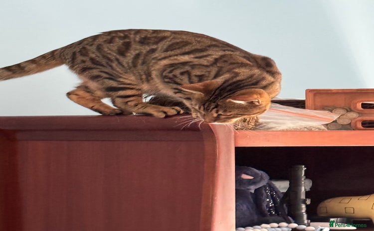 Bengal cats - Advert 4
