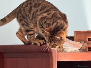 Bengal cats - Advert 13