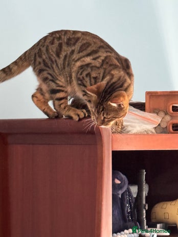 Bengal cats - Advert 1