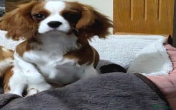 Cavalier King Charles Spaniel dogs for sale: Cavalier King Charles Spaniel bitch - Advert 5