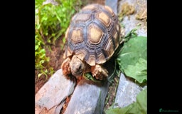 Tortoise reptiles for sale: Sulcata tortoise and set up - Image 2