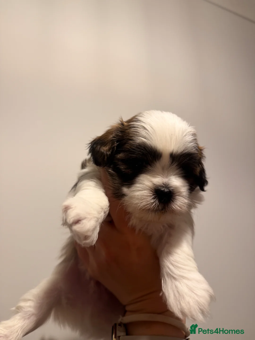 Mixed Breed dogs for sale: Malshipoo puppies in Forfar - Advert 2
