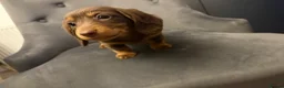 Dachshund dogs for sale: Miniature Dachshund puppies  - Advert 4
