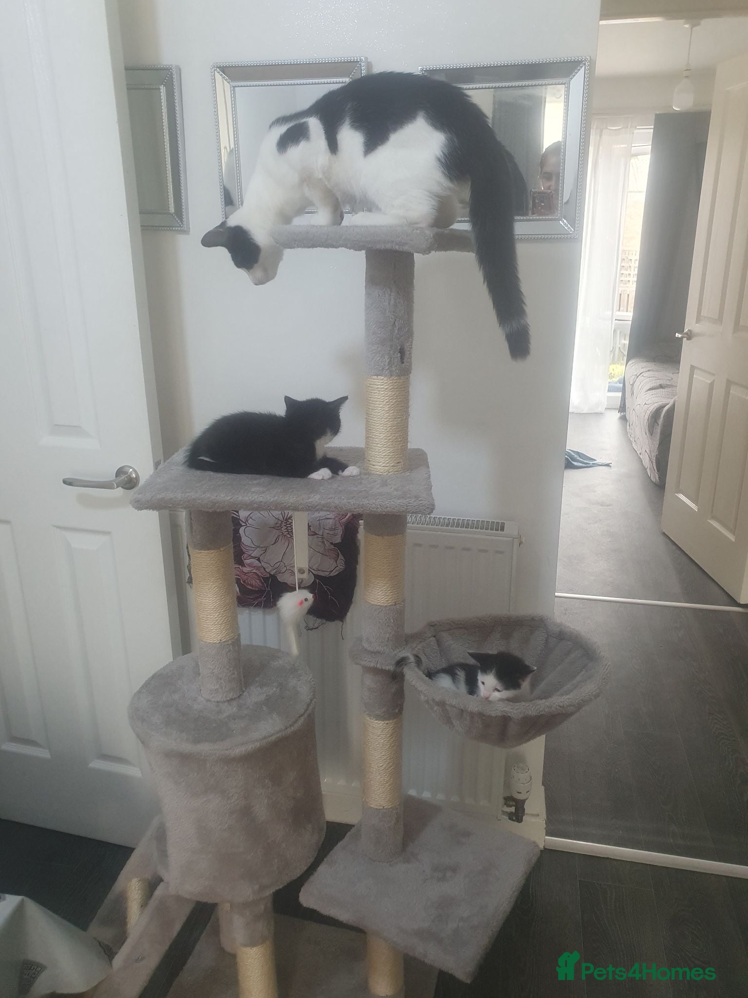 Domestic Shorthair cats Black and white kitten - Advert 1