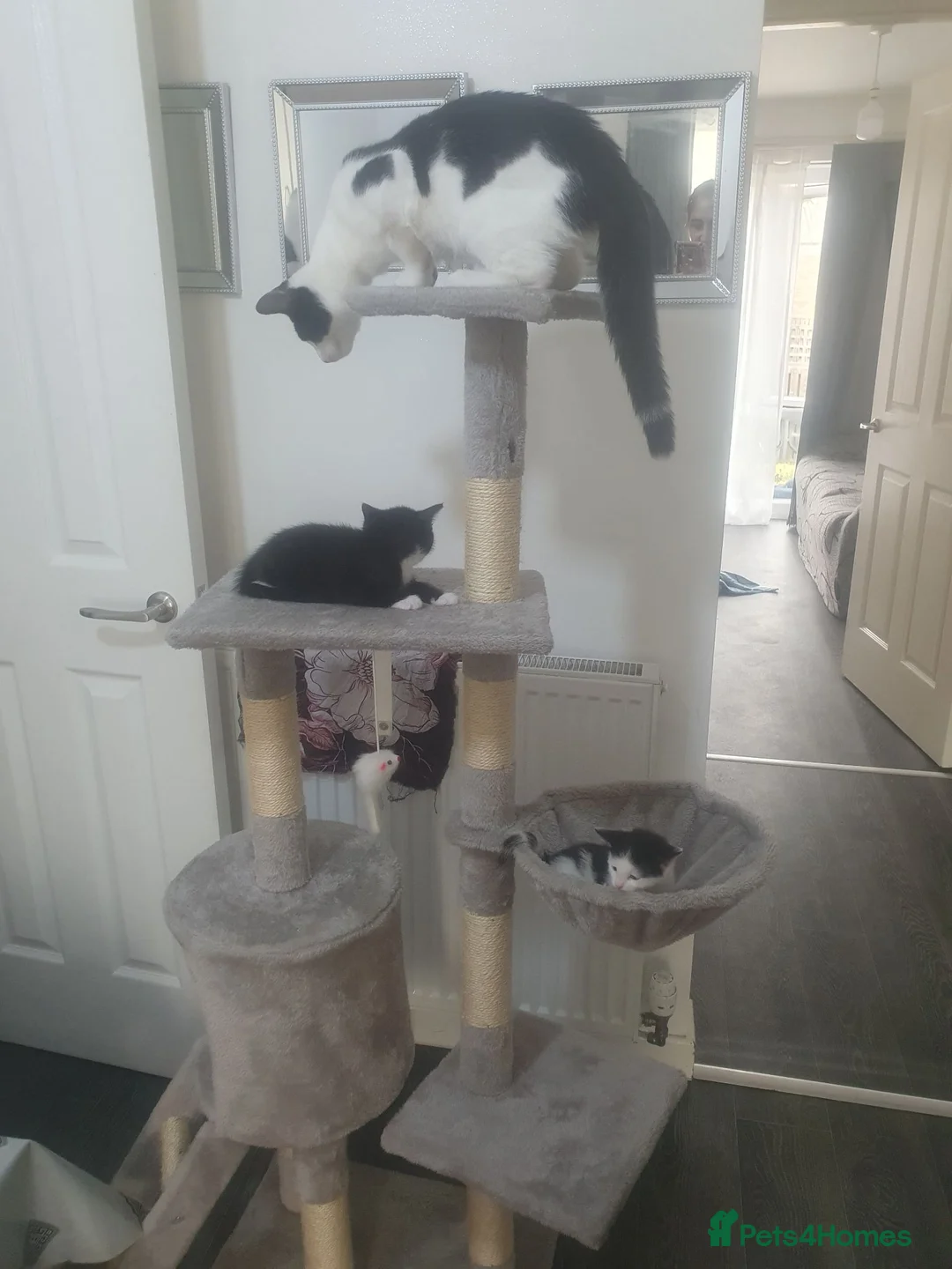 Domestic Shorthair cats for sale: Black and white kitten - Advert 1