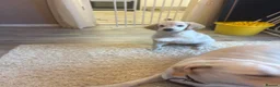 Goldador dogs for sale: Goldador puppies first litter - Advert 5
