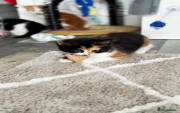 Domestic Shorthair cats for sale: Beautiful and adorable kittens for sale☺️ - Image 10
