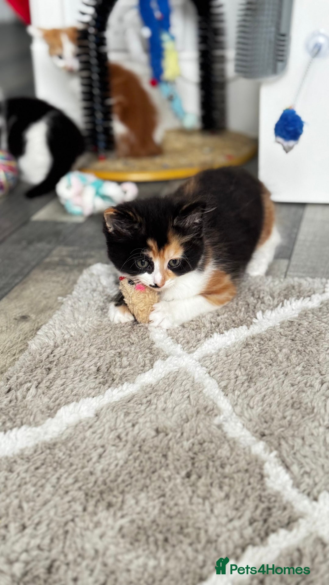 Domestic Shorthair cats for sale: Beautiful and adorable kittens for sale☺️ - Image 10