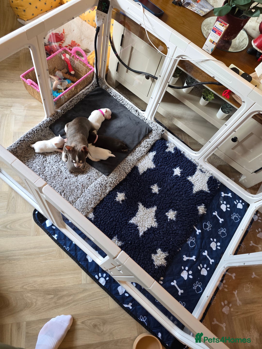 Chihuahua dogs for sale: 5 Beautiful true to type small chihuahuas - Advert 3