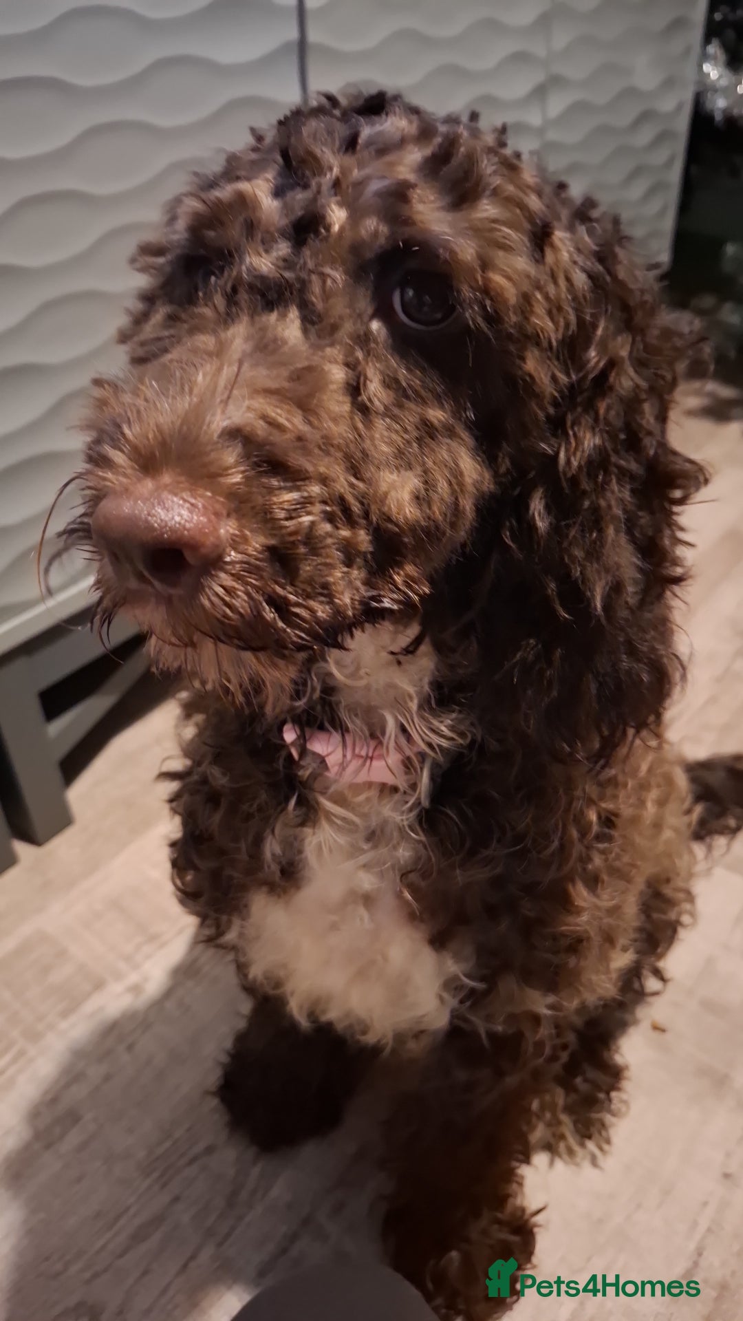 Cockapoo dogs for sale: Stunning health tested F1b toy cockapoos - Advert 2