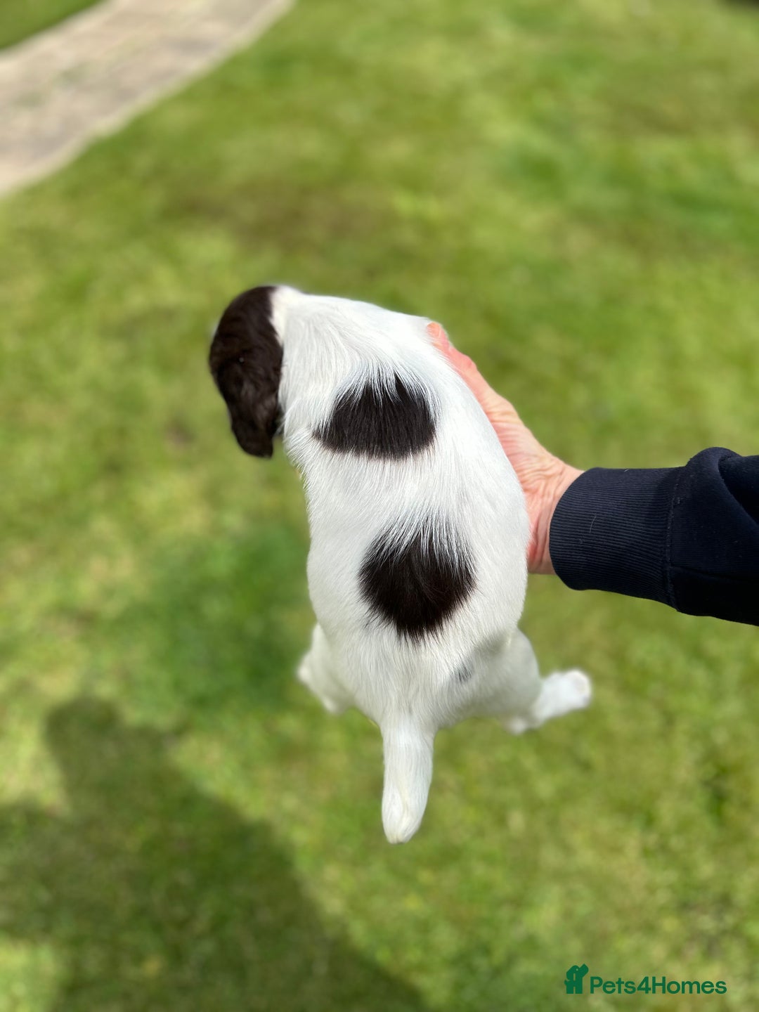 English Springer Spaniel dogs for sale: Working English springer spaniels in Tiverton - Image 6