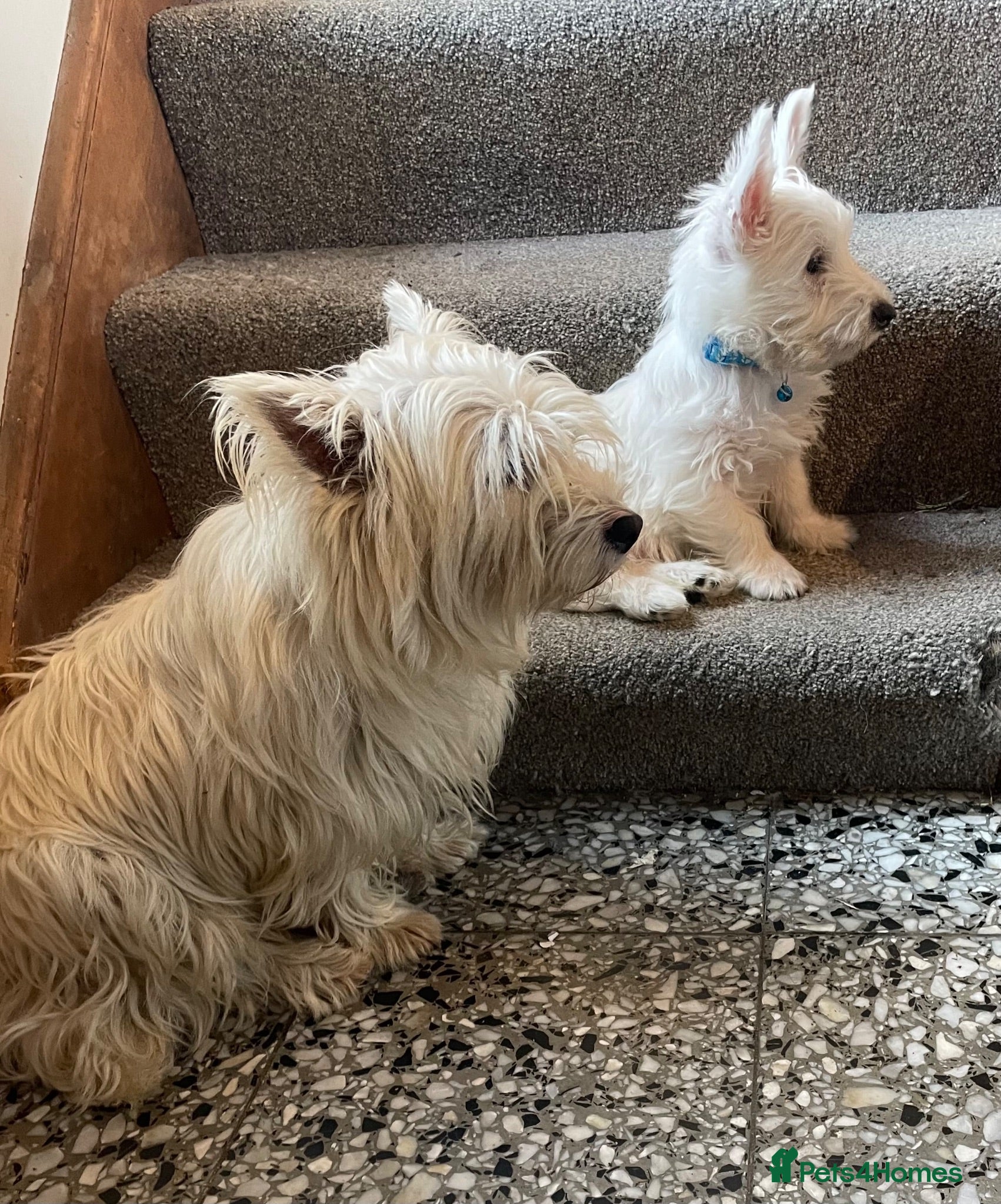 West Highland Terrier dogs Beautiful Westie puppies for sale  - Advert 2