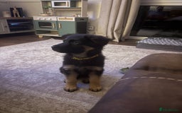 German Shepherd dogs for sale: German shepherd female  - Advert 11