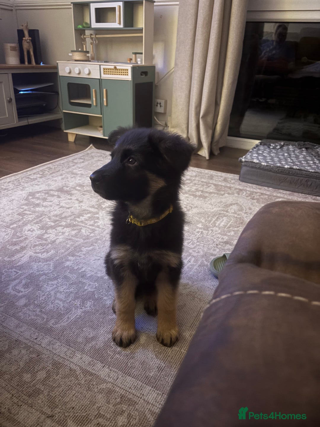 German Shepherd dogs for sale: German shepherd female  - Advert 11